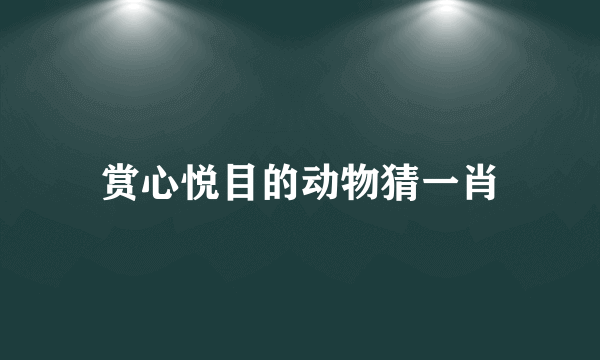 赏心悦目的动物猜一肖