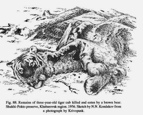 棕熊PK老虎，谁更厉害？