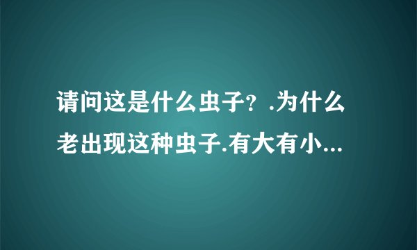 请问这是什么虫子？.为什么老出现这种虫子.有大有小！怎么样才能彻底清除？从哪儿来的？求.谢谢.
