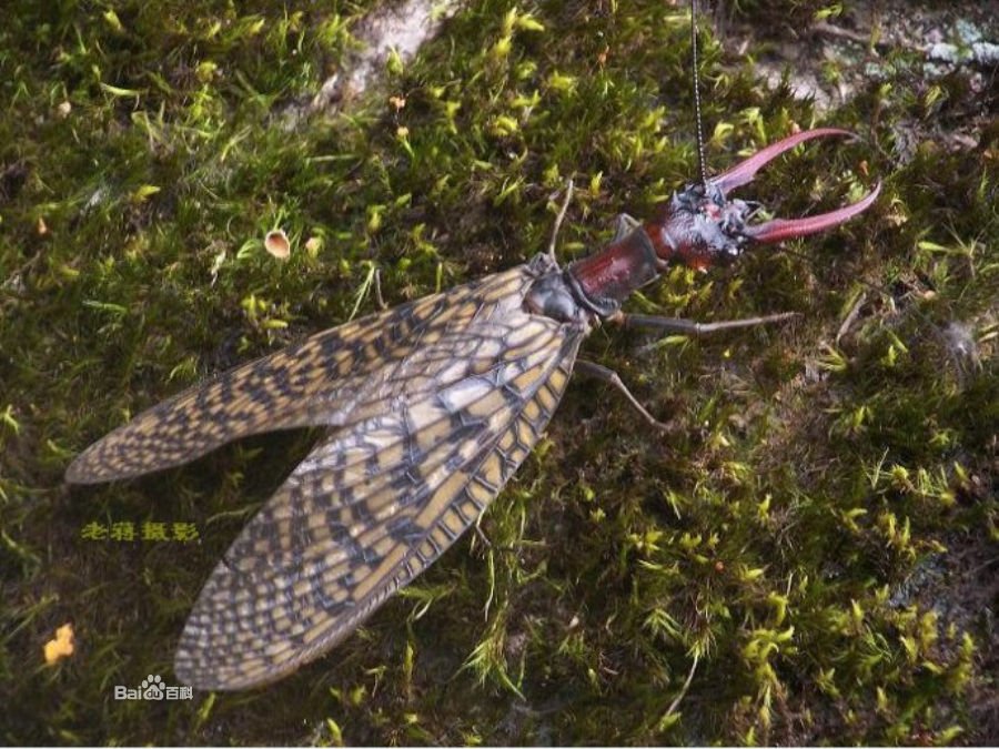 头部有两个夹子 还有翅膀这是什么昆虫 哪位知道的解说下