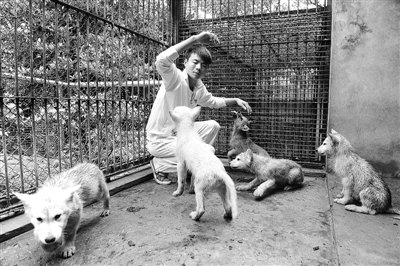 北极狼的繁殖方式