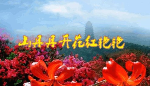 山丹丹花开红艳艳属于西部民歌中的花儿还是信天游？