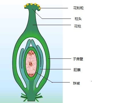 花的子房的结构
