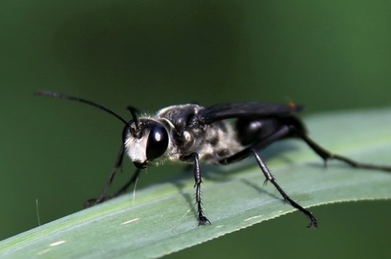 在竹竿上钻洞的黑色蜂是什么蜂啊?