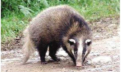 猪獾子是几级保护动物?