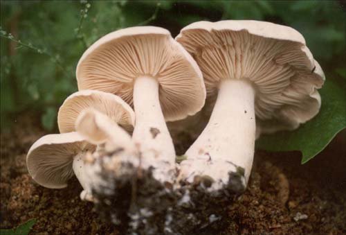 蒙古口蘑的简介