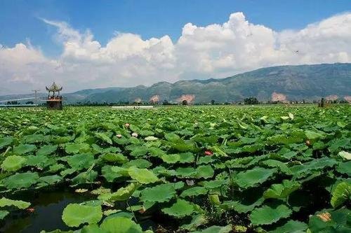 山东菏泽曹县火遍全网，曹县是如何火起来的？