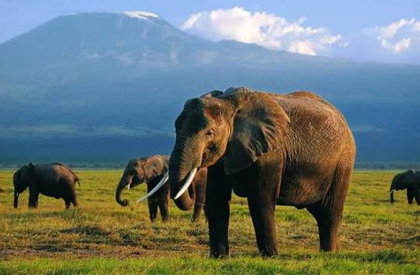 非洲民间故事有什么