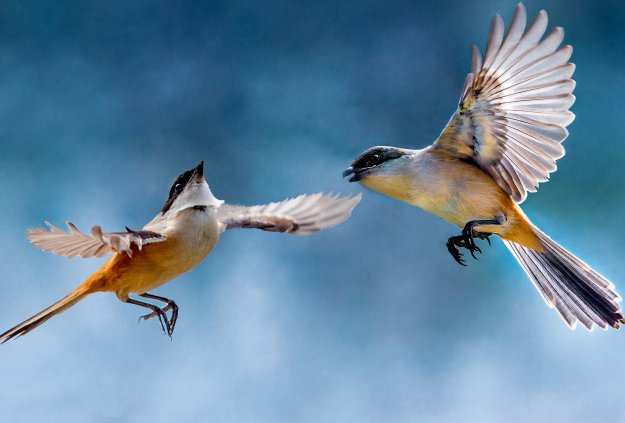 七月七日长生殿，夜半无人私语时，在天愿作比翼鸟，在地愿为连理枝？打一动物名字？谜面是什么？
