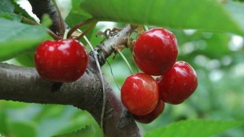 目前最好的大樱桃品种是哪种？