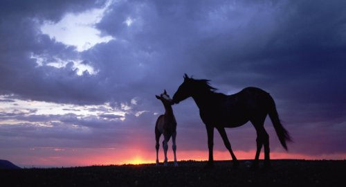 舐犊之情的典故.