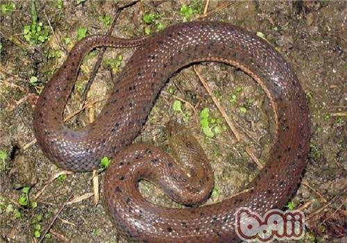 中国水蛇的形态特征有哪些？