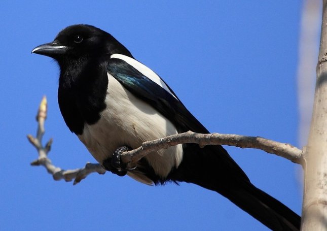 喜鹊和乌鸦的叫声有什么区别？