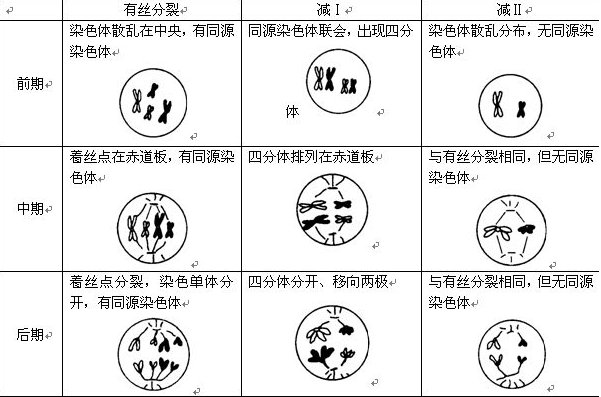 有丝分裂与减数分裂的共同点和差别