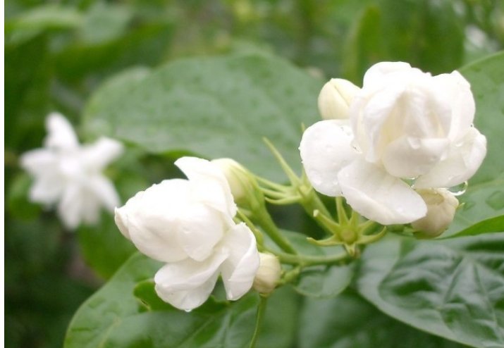 什么花代表友谊？