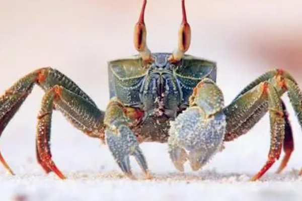 歇后语：什么过街横行霸道