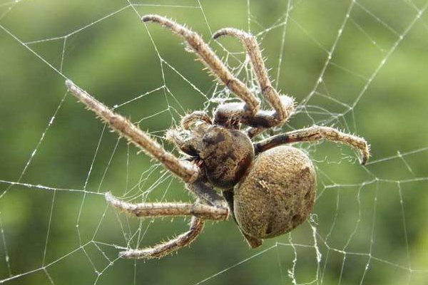 蜘蛛有多少只眼睛