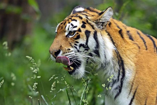 同样是猛兽，为什么百兽之王是老虎不是狮子？