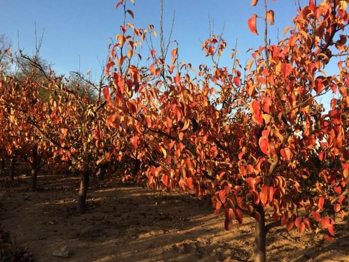 秋风扫落叶的前一句和后一句是什么？