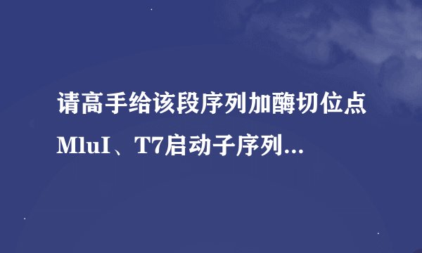 请高手给该段序列加酶切位点MluI、T7启动子序列和上游引物（方向：5‘-MluI-T7-…3’)！！！