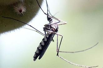 怎样防止白伊蚊图片