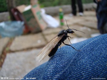 在家发现的有翅膀的黑蚂蚁，求大神解释一下是什么蚂蚁。