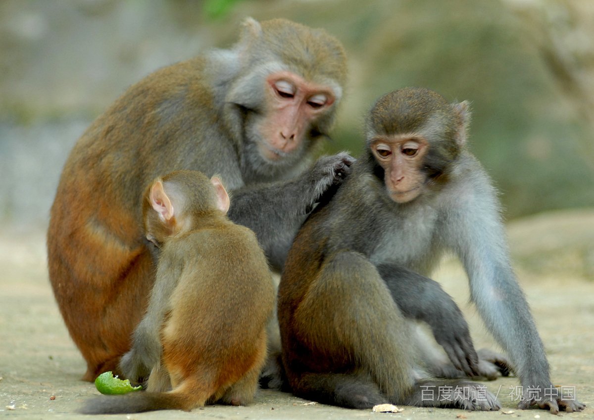 谁知道大马猴和小马猴的故事?