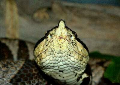 毒蛇姓名及图片多说多发图片