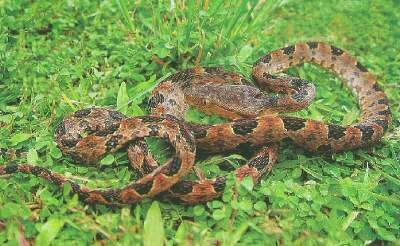 毒蛇姓名及图片多说多发图片