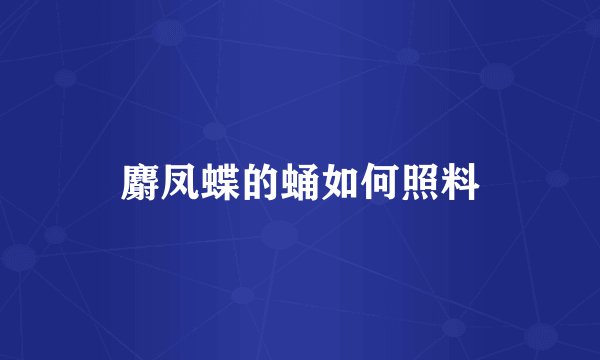 麝凤蝶的蛹如何照料