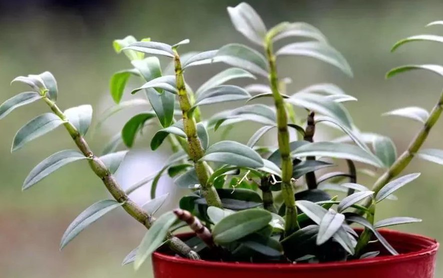 铁皮石斛的功效与作用及禁忌是什么 铁皮石斛的