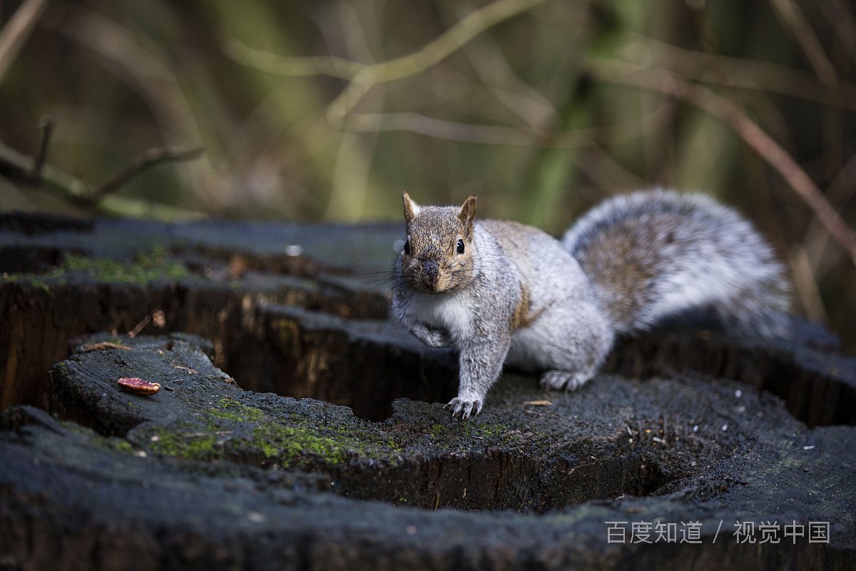 squirrel英语汉语是怎么读