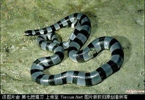 毒蛇姓名及图片多说多发图片