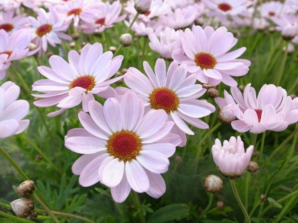 玛格丽特花应该怎么种植？有什么养殖方法和注意事项吗？