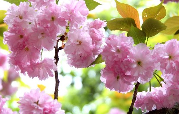 冰心描写植物的现代诗？