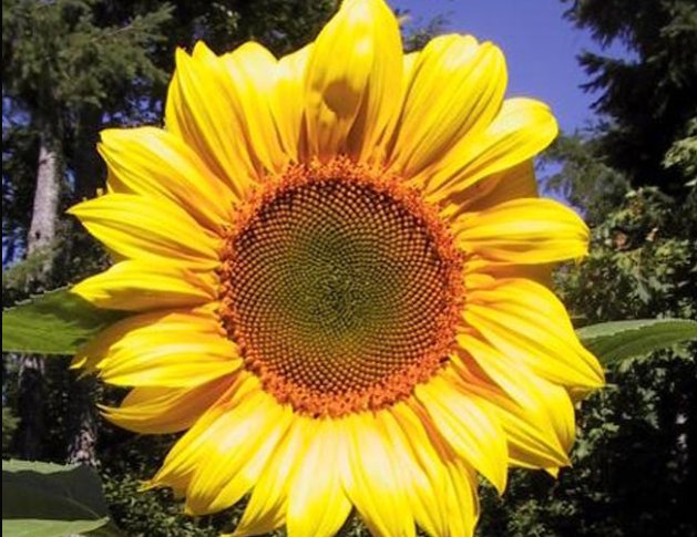 为什么向日葵的花盘总是向着太阳转？