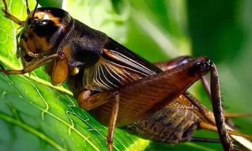 蝈蝈和蛐蛐的区别是什么？