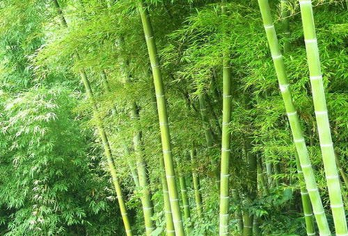 竹子的品格让你想到哪个人身上的品质