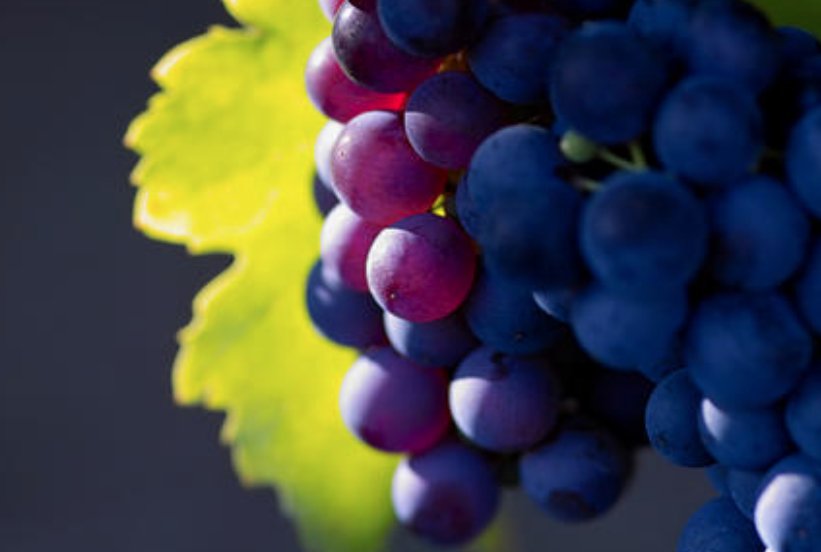 葡萄紫得像什么啊!