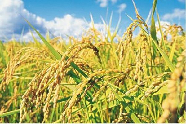 新中国成立以来，我国取得的重大科技成就有哪些