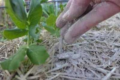 盆栽花卉生虫一般用什么药