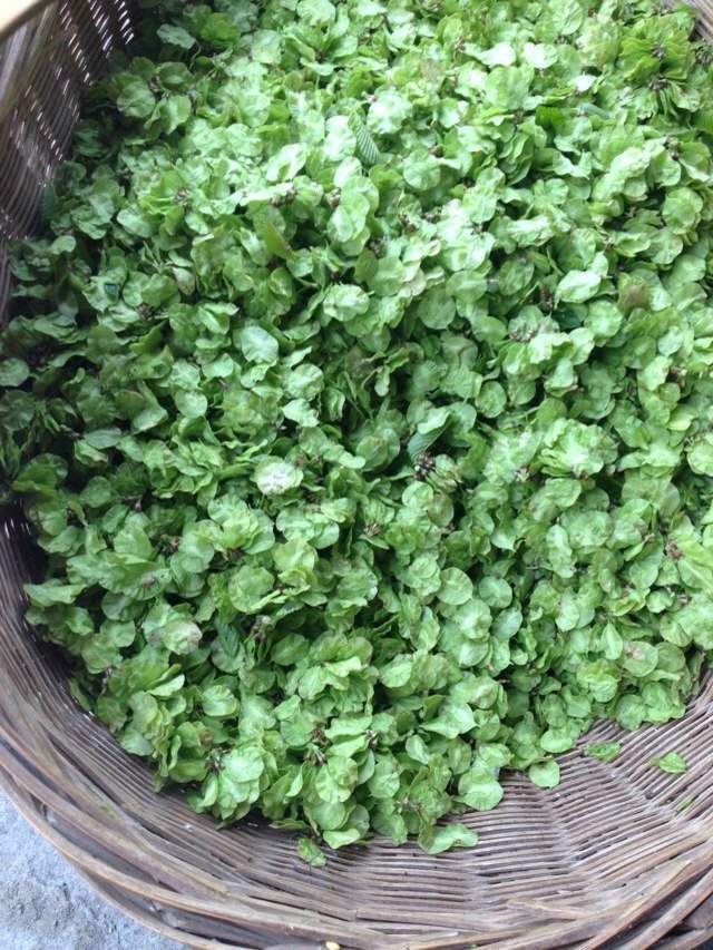 浅香结菜的个人简介