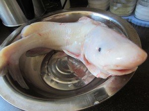 江团鱼一般多少斤