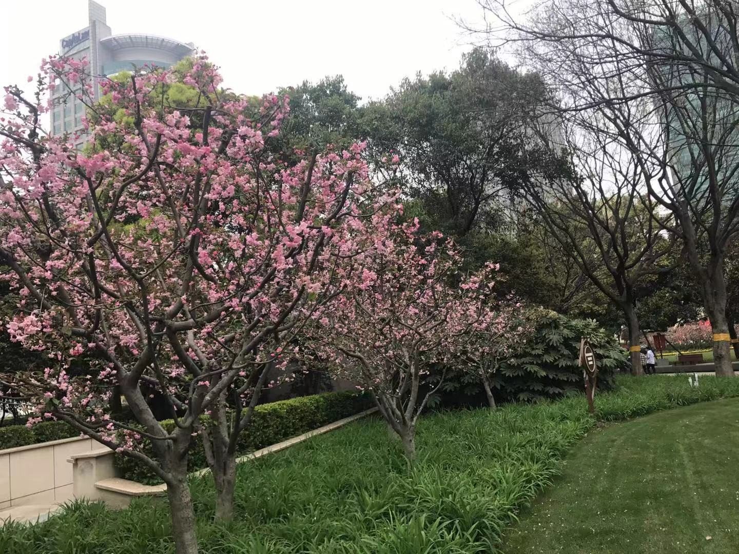 新鲜银耳怎么吃