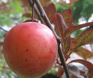 大家，红叶李的果子能不能吃