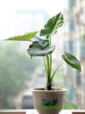 绿绒蒿怎么养 – 植物百科