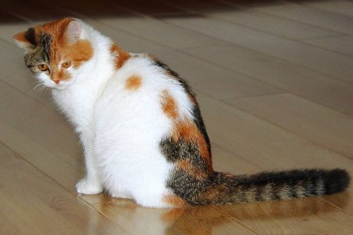 猫咪名字大全可爱？