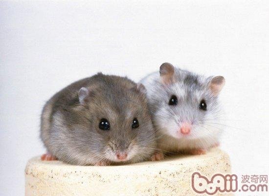 仓鼠湿尾症了怎么办啊