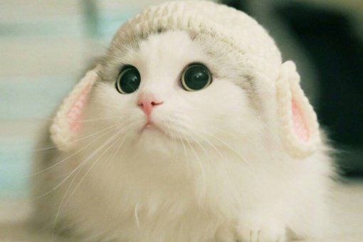 猫咪名字大全可爱？