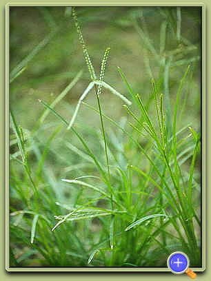 牛筋草长什么样子图片